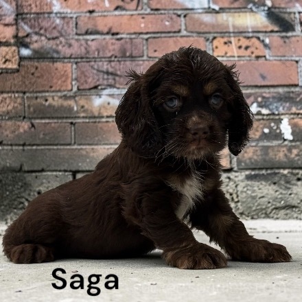 puppy, for, sale, Cocker Spaniel, Joe & Cherri  Overlease, dog, breeder, Miller, MO, dog-breeder, puppy-for-sale, forsale, nearby, find, puppyfind, locator, puppylocator, aca